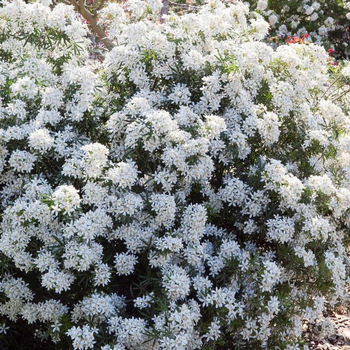 Visuel 1 du produit Oranger du Mexique