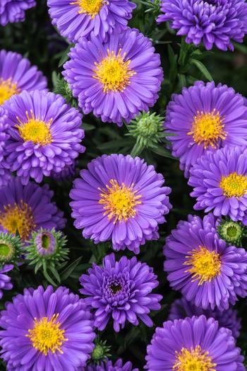 Visuel 1 du produit Aster nain AZURIT - Le pot de 2 litres