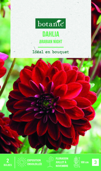 Visuel 1 du produit Bulbes de fleurs Dahlia décoratif Arabian night botanic® - 2 bulbes