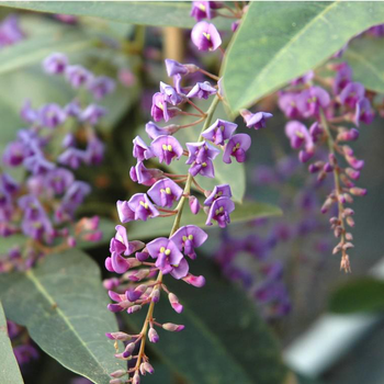 Visuel 1 du produit Hardenbergia - Le pot de 2 litres