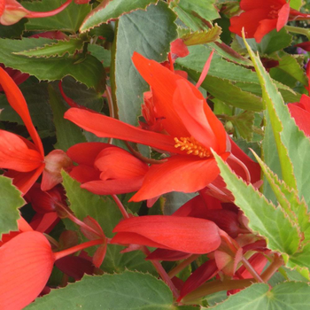 Visuel 1 du produit Begonia Boliviensis. Le pot de 10,5 cm