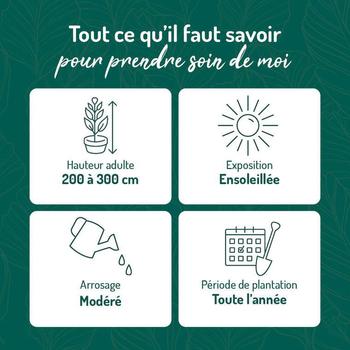 Visuel 1 du produit Seringat (Jasmin des poètes) blanc. Le pot de 3 litres