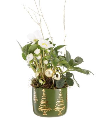 Visuel 1 du produit Hellébore blanc. Le pot Ø 12,2 cm décor vert et or.