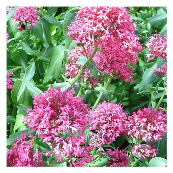 Visuel 1 du produit Valériane vivace - Le pot de 2 litres