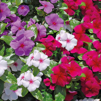 Visuel 1 du produit Pervenche de madagascar - La barquette de 4 plants