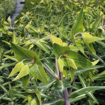 Visuel 1 du produit Repousse les taupes Bio - Le pot Biodégradable de 10.5 cm