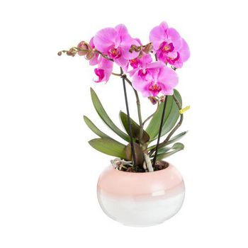 Visuel 1 du produit Orchidée Phalaenopsis Tablo 2 branches avec cache-pot botanic® - Ø 12 cm