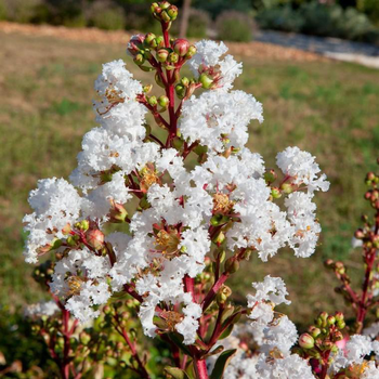 Visuel 1 du produit Lagerstroemia Indica White Love Virgin. Le pot de 4 litres