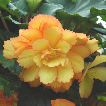 Visuel 1 du produit Begonia Grosses Fleurs 'Iconia'. Le pot de 4,5 litres