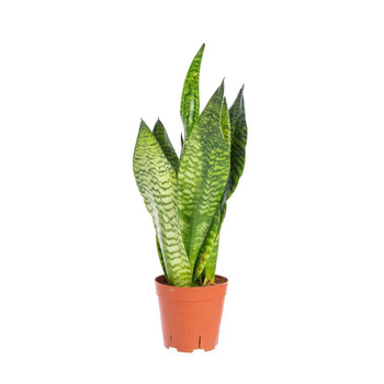 Visuel 1 du produit Sansevieria Zeylanica Fan pot Ø14xH50 cm