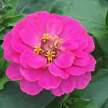 Visuel 1 du produit Zinnia à grandes fleurs - Le pack de 4