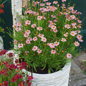 Visuel 1 du produit Coreopsis Roseapink - Le pot de 4 litres
