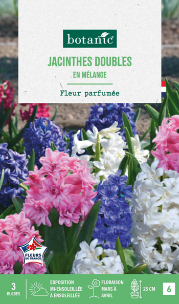 Visuel 1 du produit Jacinthe double en mélange botanic® - 3 bulbes