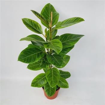 Visuel 1 du produit Ficus Altissima. Le pot de Ø 21 x H 90 cm