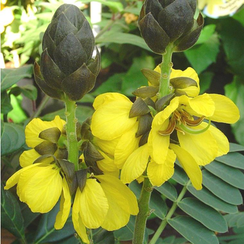 Visuel 1 du produit Cassia Floribunda jaune ½ tige en pot de 3 L