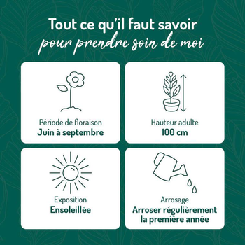 Visuel 1 du produit Sauge Arbustive - Le pot de 9 x 9 cm