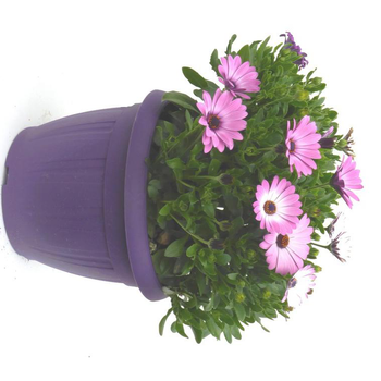 Visuel 1 du produit Ostéospermum dimorphothéca - Le pot de 5 litres