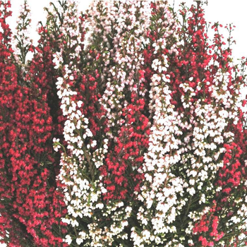 Visuel 1 du produit Bruyère gracilis bicolore - Le pot de 10.5 cm