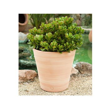 Visuel 1 du produit Pot Vaso lisse en terre cuite claire - D22x H22