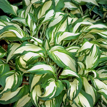 Visuel 1 du produit Hosta 'Undulata Mediovariegata' - Le pot de 2 litres