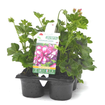 Visuel 1 du produit Géranium lierre double bicolore - Le pack de 6 plants