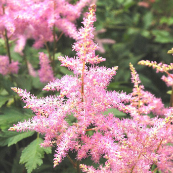Visuel 1 du produit Astilbe Varié rouge/Rose - Le pot de 7,5 litres