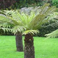 Visuel 1 du produit Dicksonia ou Fougère arborescente - Le pot de 50 litres