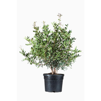 Visuel 1 du produit Durenta Plumieri multi pieds en pot de 20 L bleu