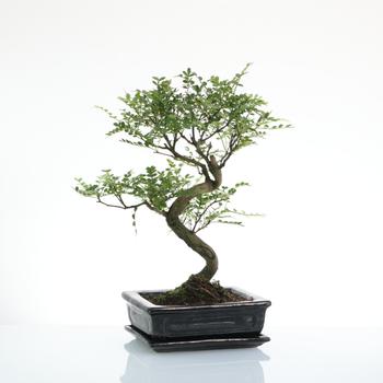 Visuel 1 du produit Bonsaï poivrier botanic® taille 4,2. Le pot