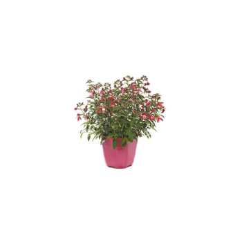 Visuel 1 du produit Fuchsia érigé - Le pot de 5 litres