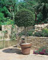 Visuel 1 du produit Ligustrum Jonandrum ou Troène ½ Tige 30/40 forme boule en pot de 18 L