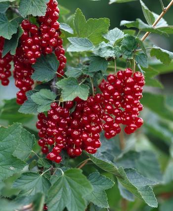 Visuel 1 du produit Groseillier London Market bio. Le pot de 1 litre