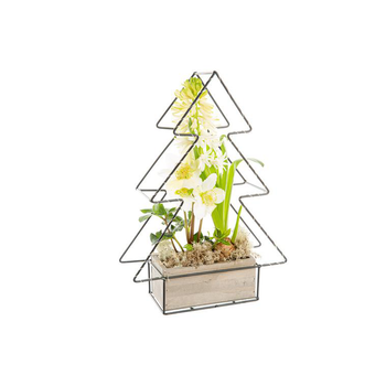 Visuel 1 du produit Hellebore Jacinthe Sapin Led