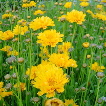 Visuel 1 du produit Coreopsis à fleurs jaunes - Le pot de 0,5 litre