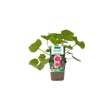 Visuel 1 du produit Rose trémière double ‘Fiesta Time’ - Le pot de 1 litre