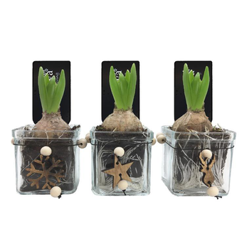 Visuel 1 du produit Jacinthe en pot déco. La composition de 8 cm