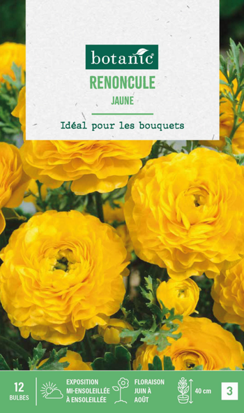 Visuel 1 du produit Renoncule coloris jaune botanic® - 12 bulbes