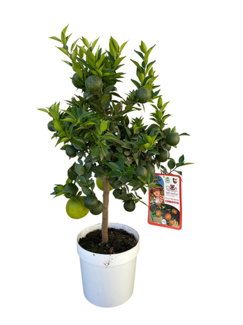 Visuel 1 du produit Chinotto coloris orange - 5 L