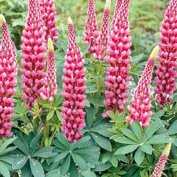 Visuel 1 du produit Lupin rose - Le pot de 9 x 9 cm