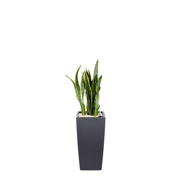 Visuel 1 du produit Sansevieria laurentii et son pot Cubico color Ø 30 gris