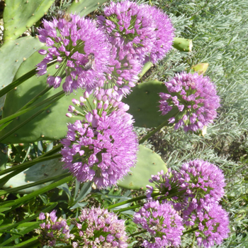 Visuel 1 du produit Ail d'ornement ou Allium Millenium. Le pot de 2 litres