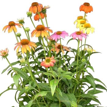 Visuel 1 du produit Echinacea Sunseekers Yellow - Le pot de 4 litres