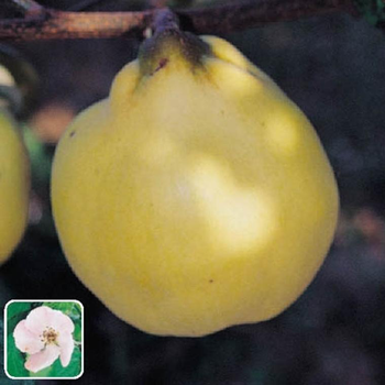 Visuel 1 du produit Cognassier Champion. Le pot de 12 litres forme 1/2 tige