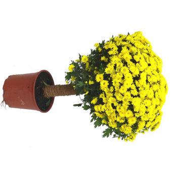 Visuel 1 du produit Chrysanthème multifleurs tige - Le pot de 4 litres