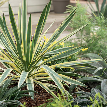 Visuel 1 du produit Yucca Panaché 'Variegata' - Le pot de 4 litres