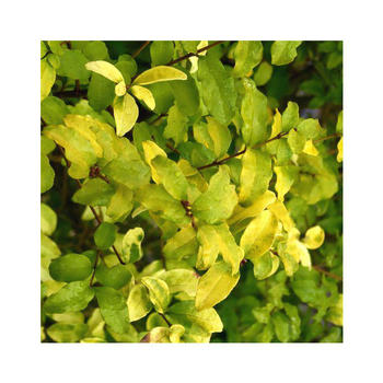 Visuel 1 du produit Troène Ligustrum Ovalifolium Lemon & Lime jaune en pot