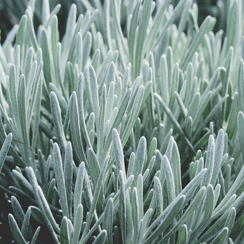 Visuel 1 du produit Herbe-Au-Curry (Tall Curry) - Le pot de 12 cm