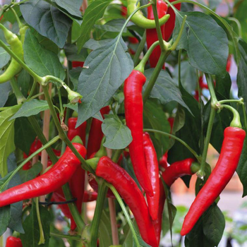 Visuel 1 du produit Piment De Cayenne Bio. La barquette de 3 plants