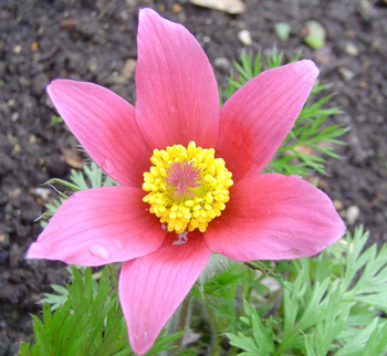 Visuel 1 du produit Anemone Pulsatille. Le pot de 1 litre