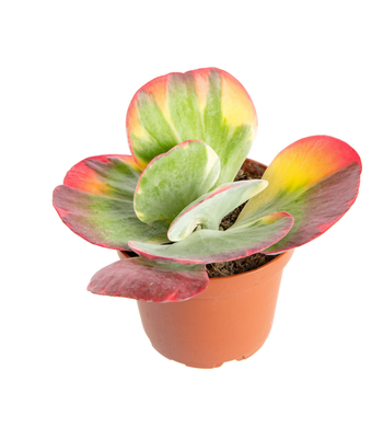 Visuel 1 du produit Kalanchoe tricolore. Le pot Ø 12 cm